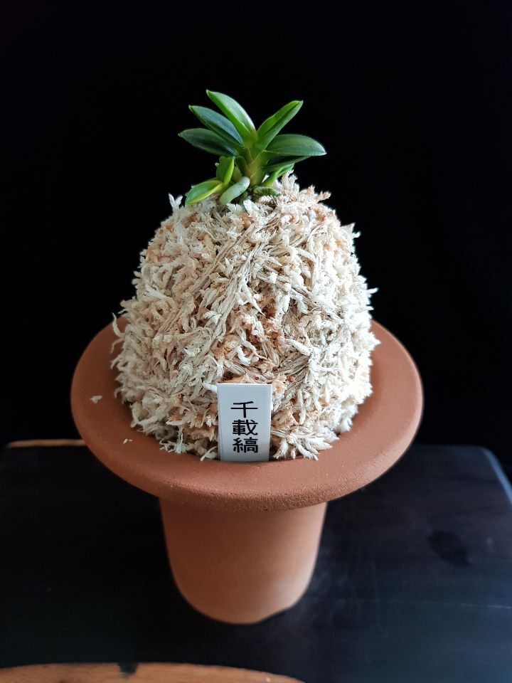 천재호 이미지