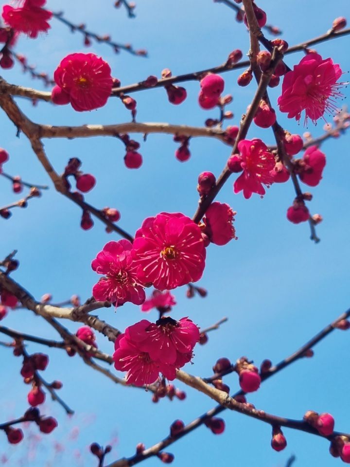 화원 이미지