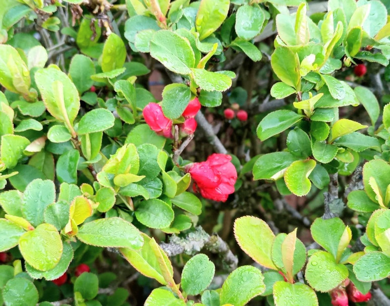 f3033d0b00f74e4043e445c7357b40831b09ec90