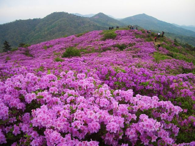 초암산