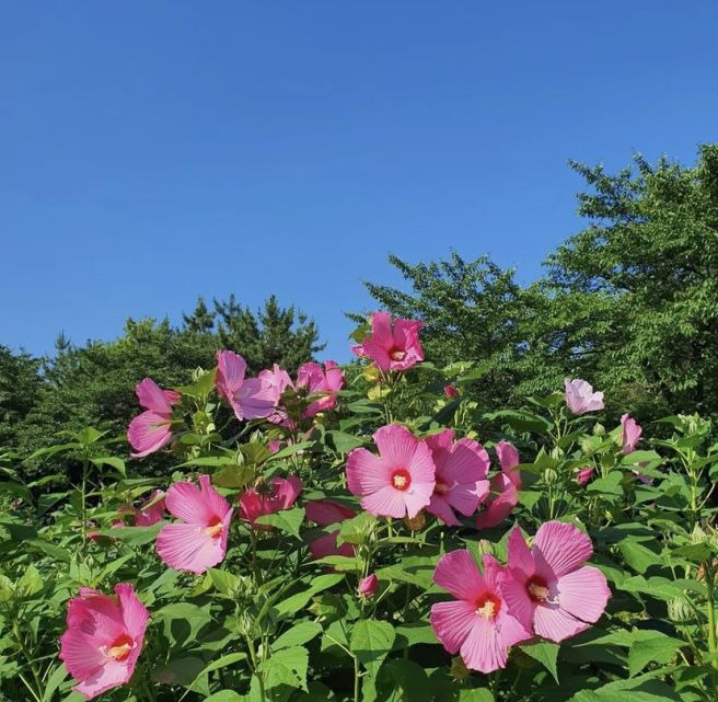부용 이미지