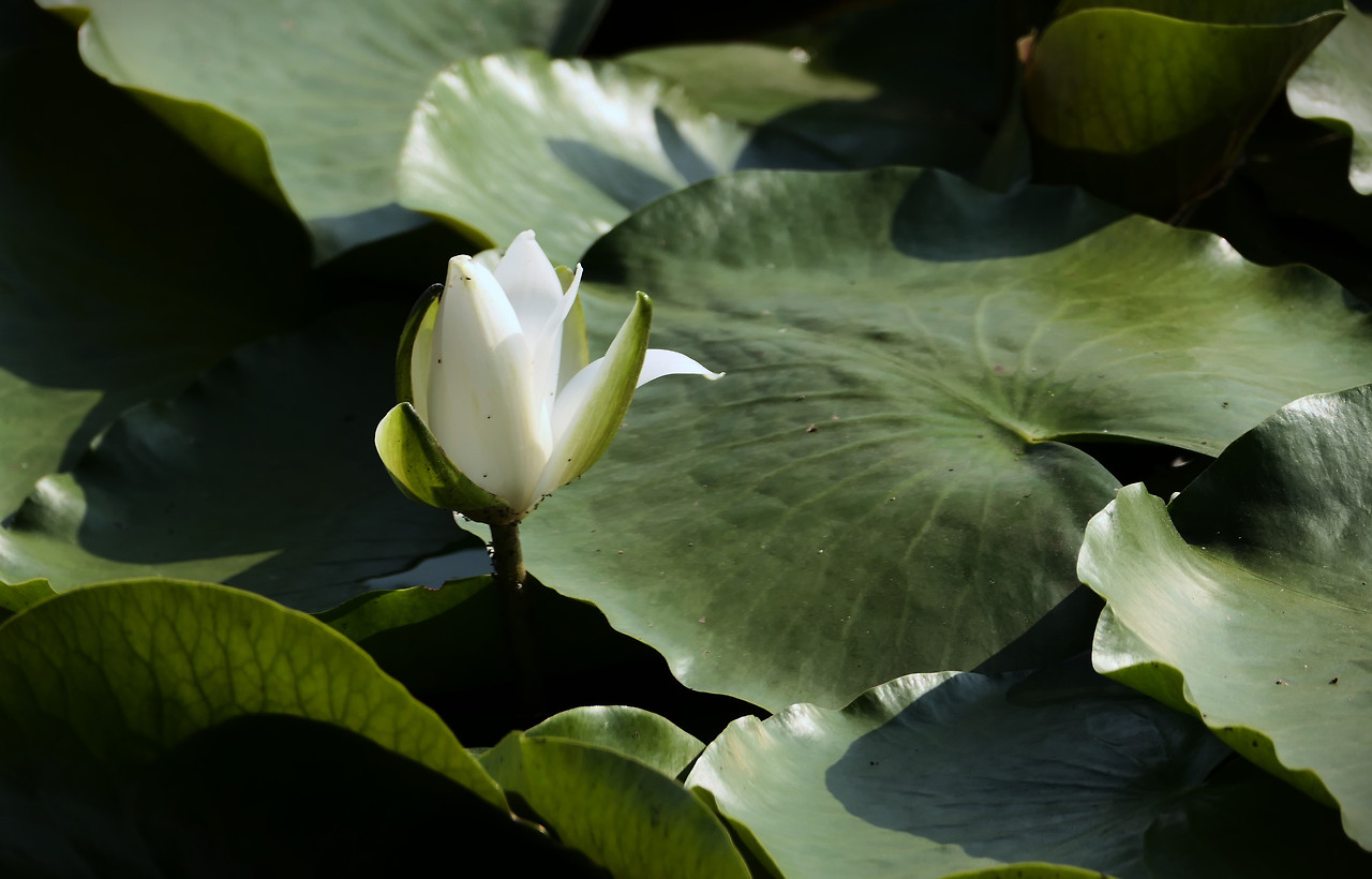 서오리 이미지