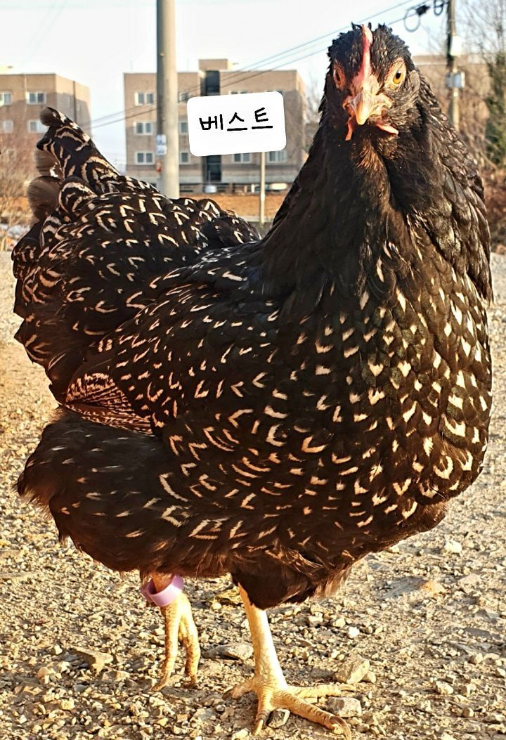 바르네일 이미지