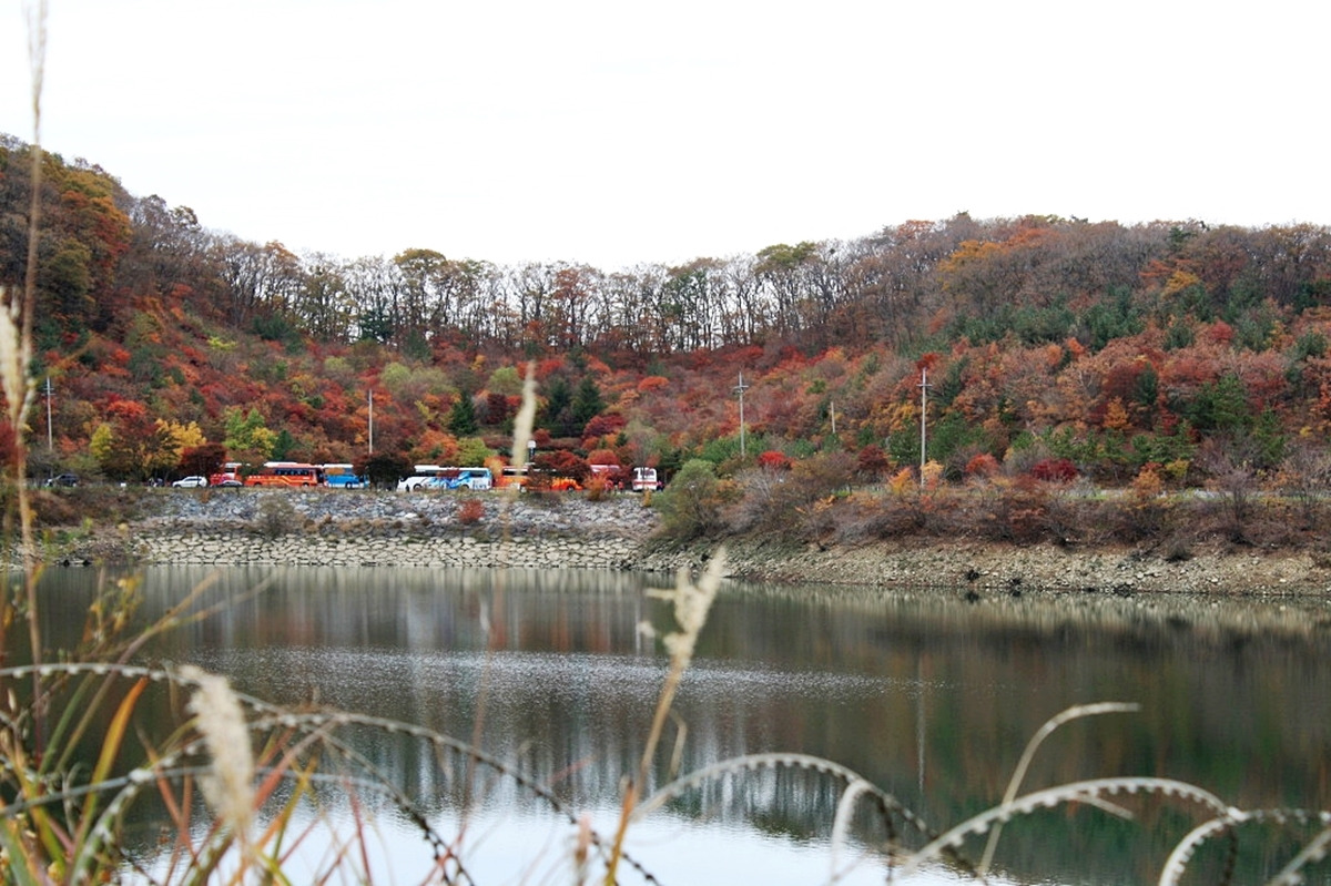 세모시 이미지