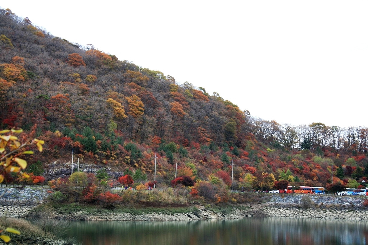 세모시 이미지