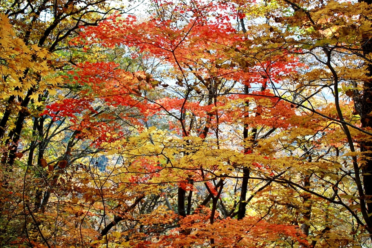 세모시 이미지