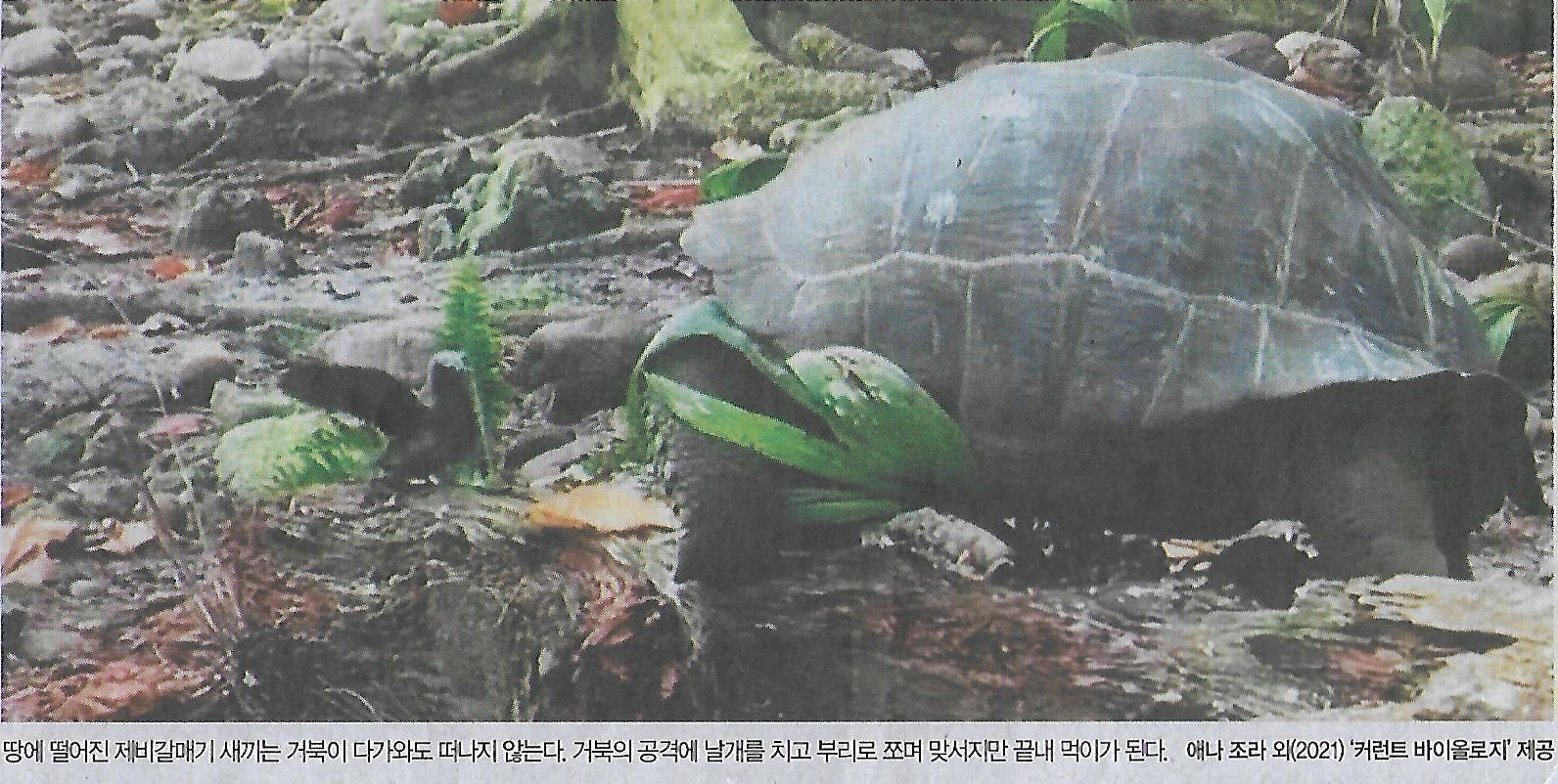 갈매기나라 이미지