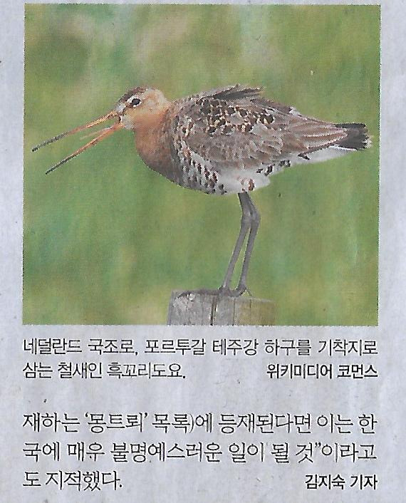 황금알 이미지