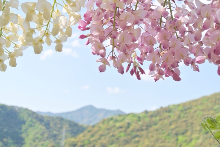 몽향 이미지