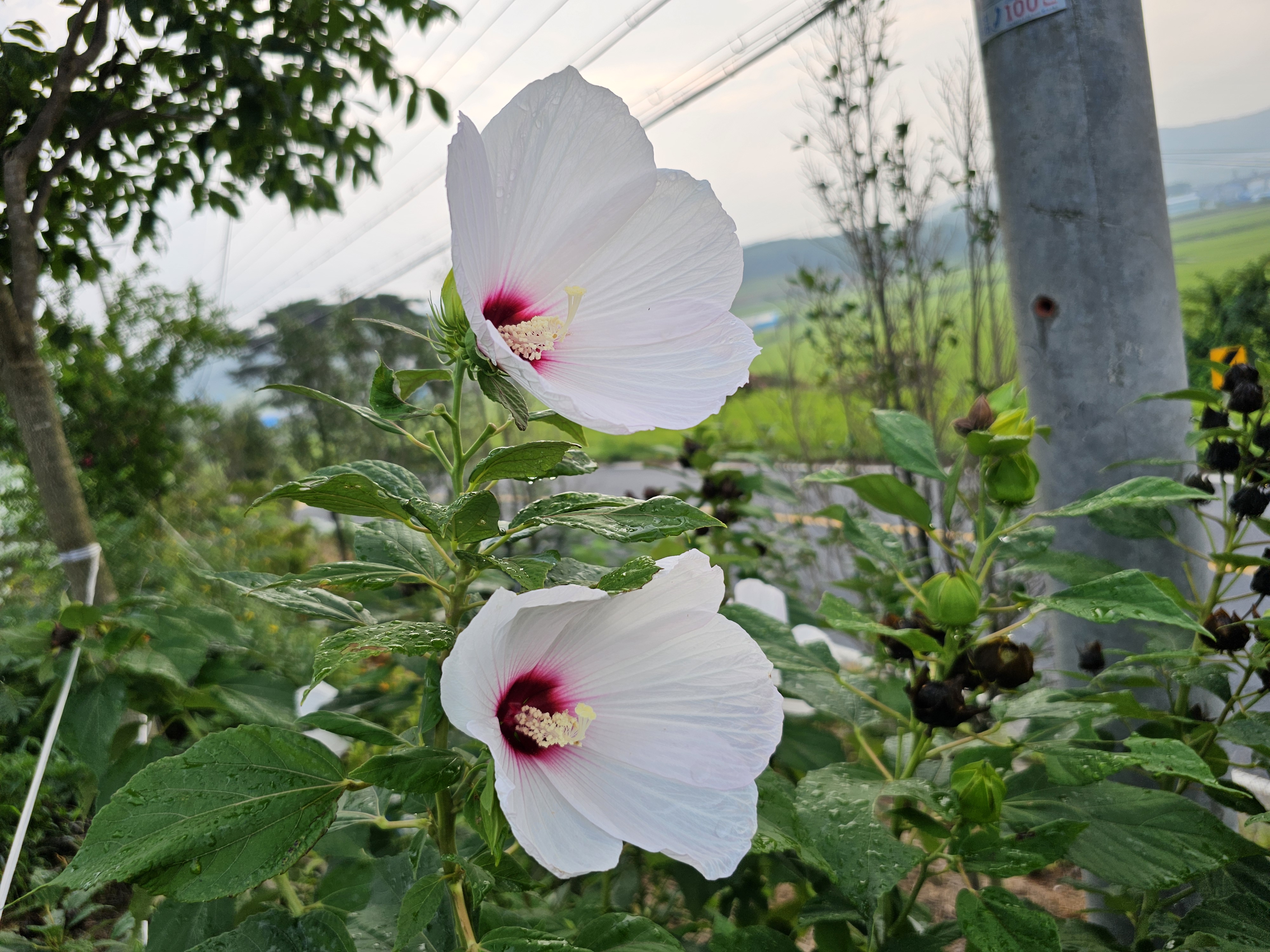 부용 이미지