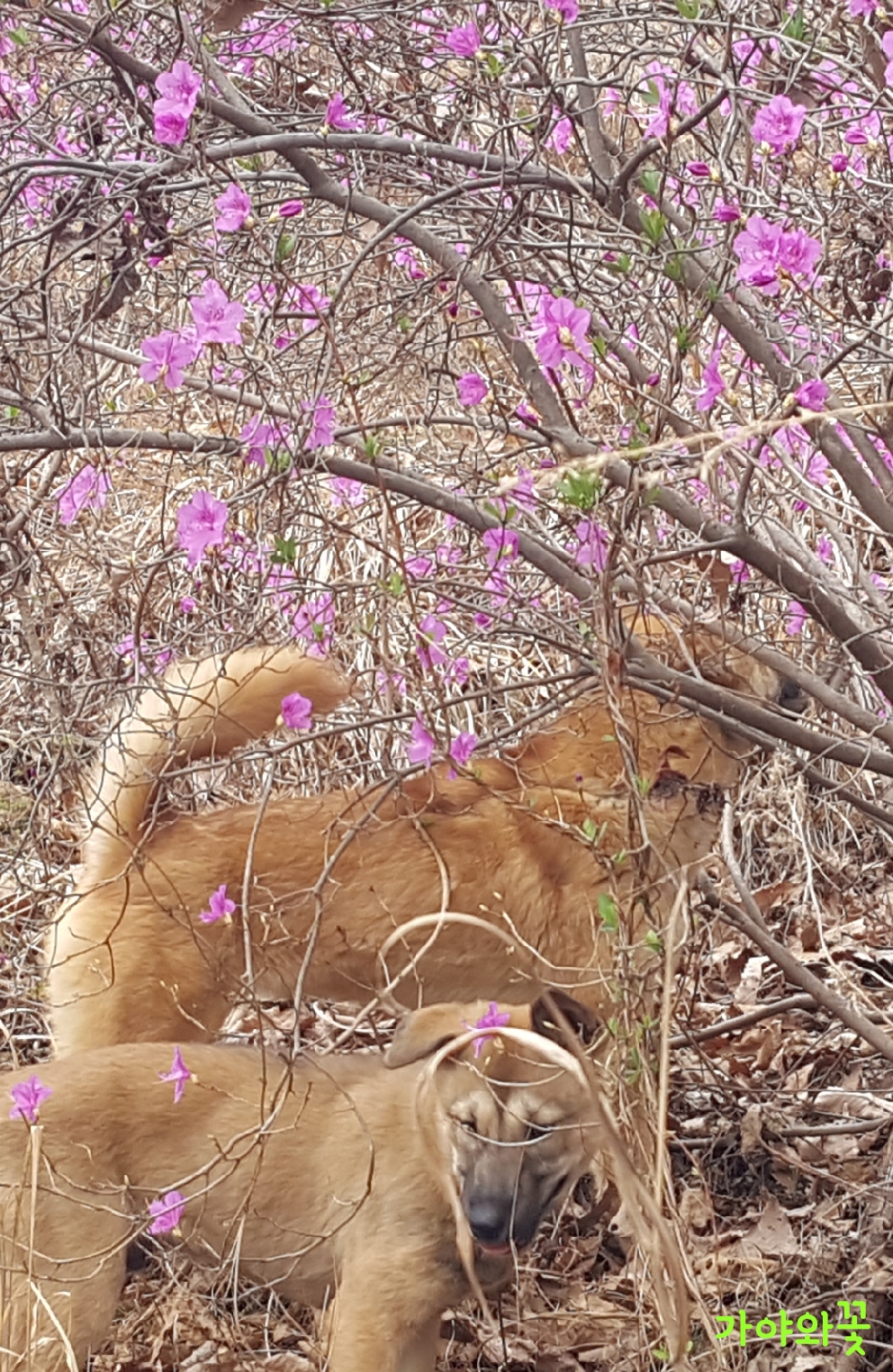 꽃가야 이미지