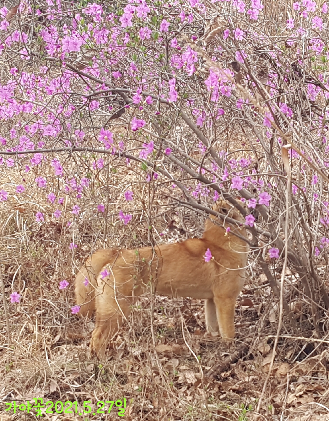 꽃가야 이미지