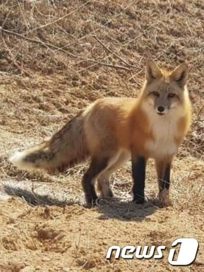 여우가말했다 이미지