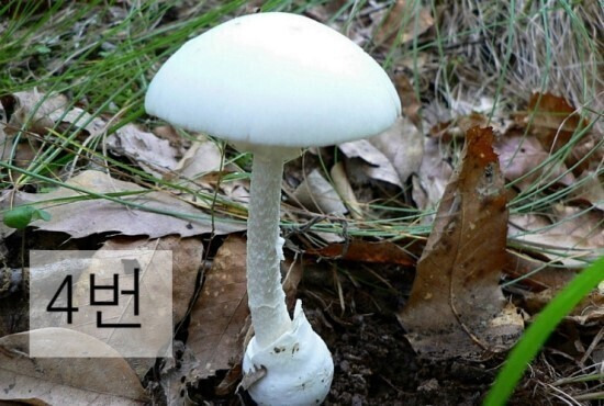 독버섯 이미지