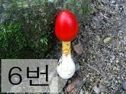 독버섯 이미지