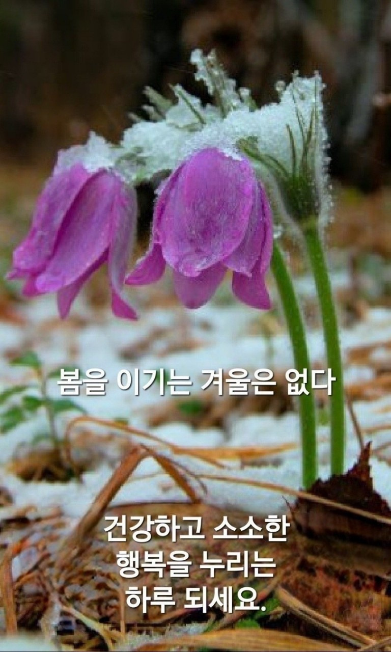 싱그로운 이미지
