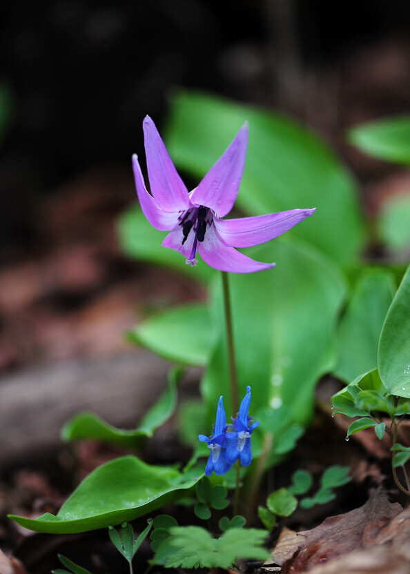 꽃님 이미지