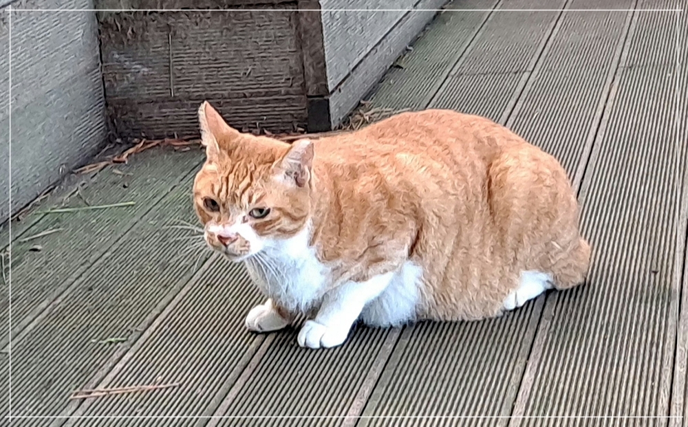 고구마나무 이미지