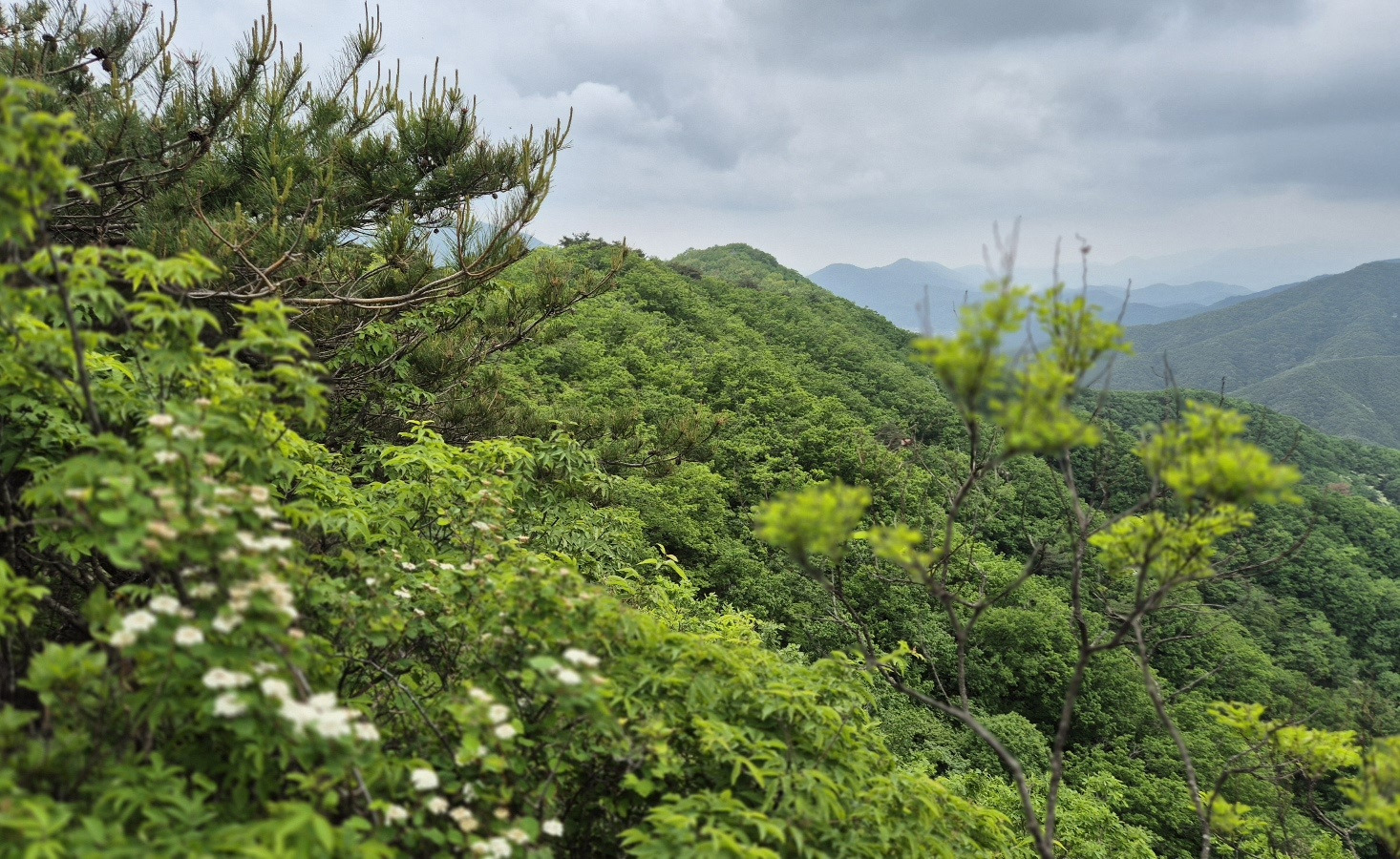 봉좌산 정상 이미지