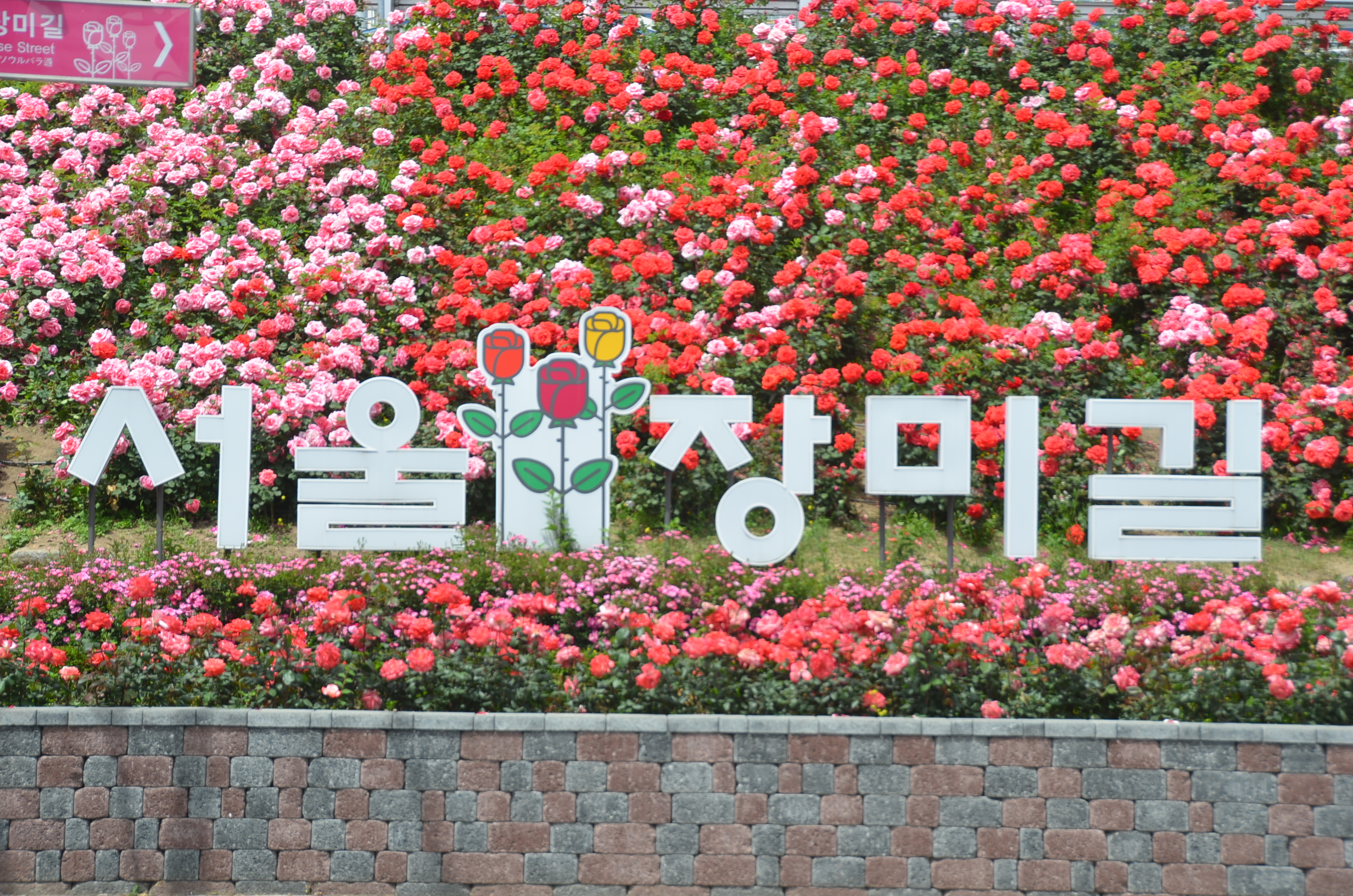 장미길 이미지