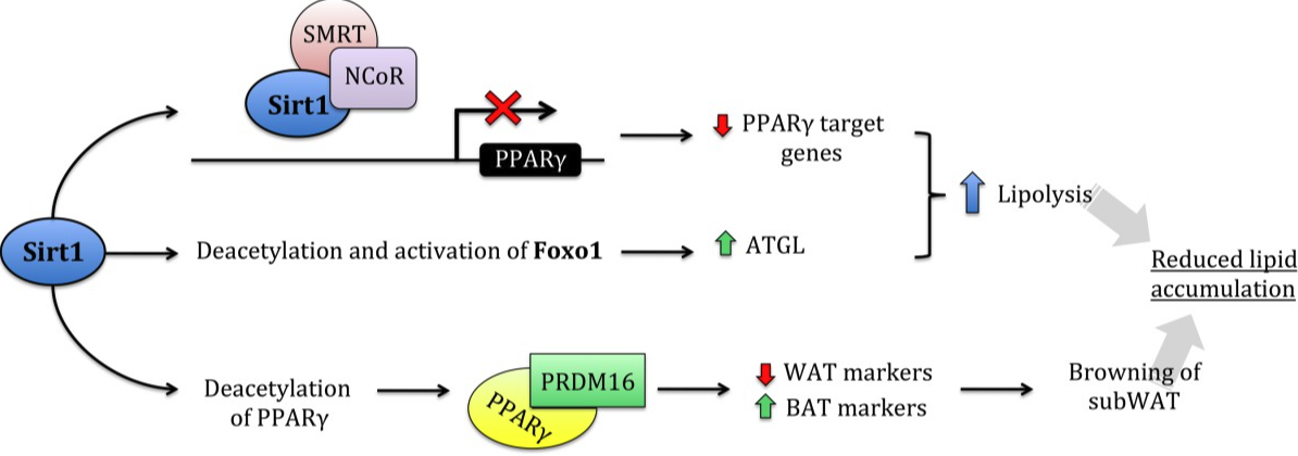 Re: The sirtuin class of histone deacetylases: Regulation and roles in ...