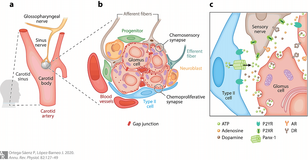 Physiology of the Carotid Body: From Molecules to Disease.. - 개인 맞춤의학 Omics  분석 - 치료적 맞춤운동, 비타미네, 영성 연구소