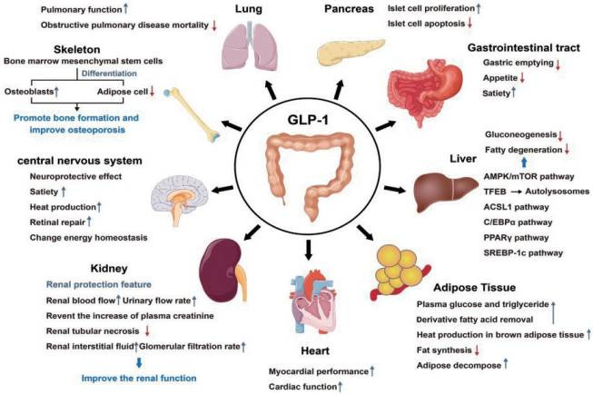 GLP-1 receptor()    2024 !! - ,  -  , ,
