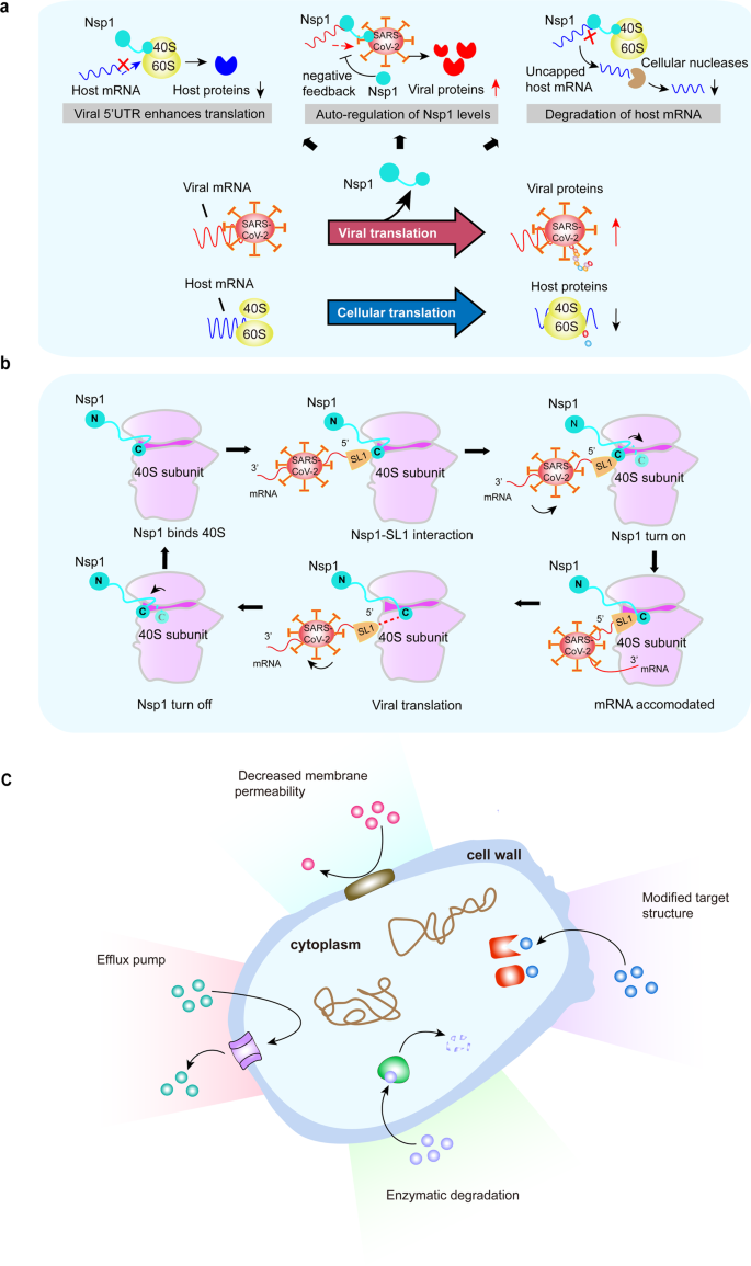유전자 - 단백질 합성. ... 리보솜 탐구 - 생리학, 생화학 - 치료적 맞춤운동, 비타미네, 영성 연구소