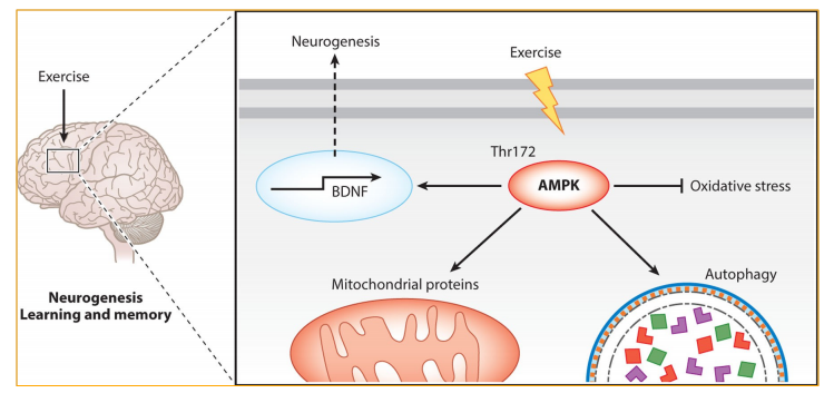 AMPK and the Adaptation to Exercise - orthomolecular medicine - 치료적 맞춤 ...