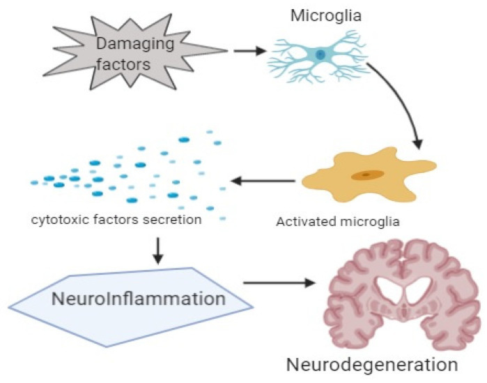 Neuroinflammation: A Potential Risk for Dementia - 뇌의 탐구(치매, 우울증, 불면 ...