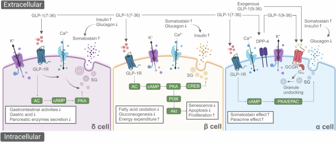 glp-1 기전 GLP-1 receptor(위고비) 기전과 최신 치료 2024 네이처!! - 생리학, 생화학