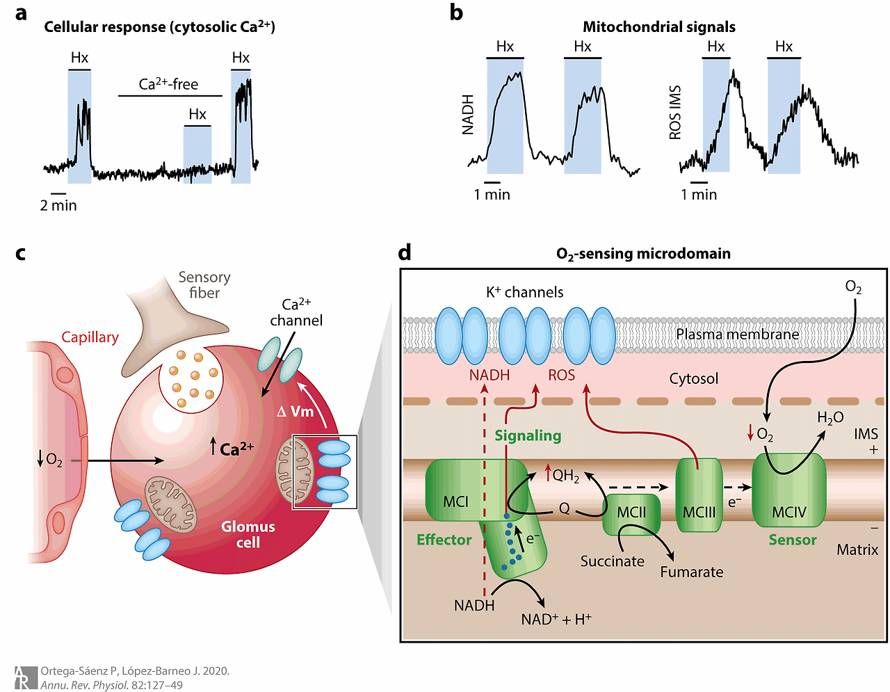 Physiology of the Carotid Body: From Molecules to Disease.. - 개인 맞춤의학 Omics  분석 - 치료적 맞춤운동, 비타미네, 영성 연구소