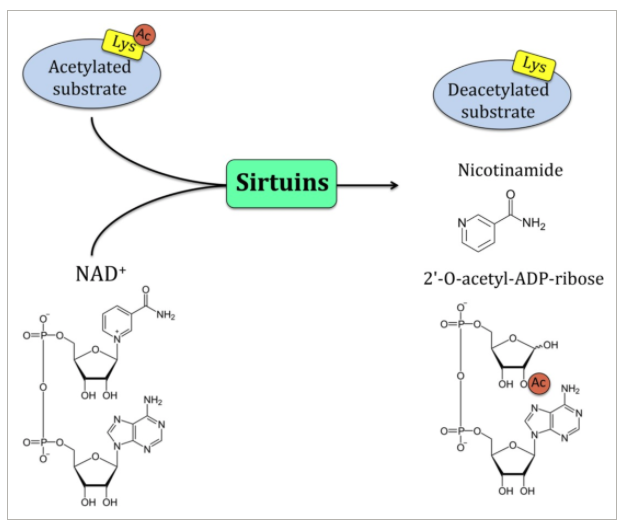 Re: The sirtuin class of histone deacetylases: Regulation and roles in ...