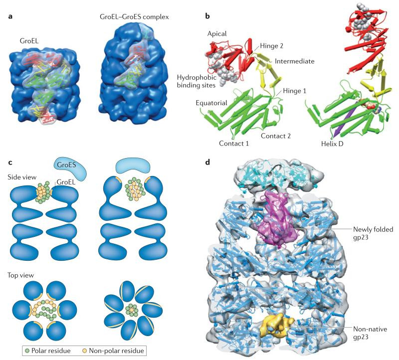 샤페론(열충격단백질) 기능 못하는 단백질 항상성유지 기능.. 2015 nature - 생리학, 생화학 - 치료적 맞춤운동 ...