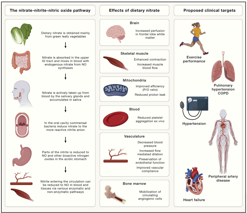 Re: 산화질소 signaling 2022년 Cell(영향력지수 45) - 생리학, 생화학 - 치료적 맞춤운동, 비타미네, 영성 연구소