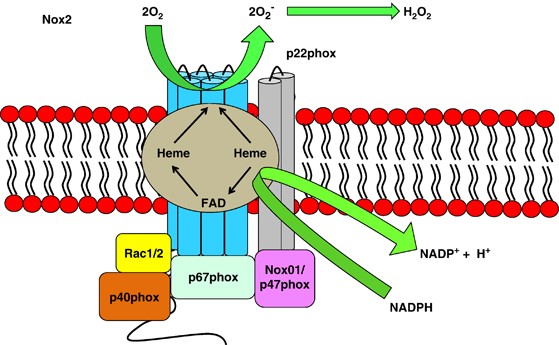 Re: 과산화수소(ros, hydrogen peroxide) 지킬박사와 하이드 신호... - 생리학, 생화학 - 치료적 맞춤운동 ...