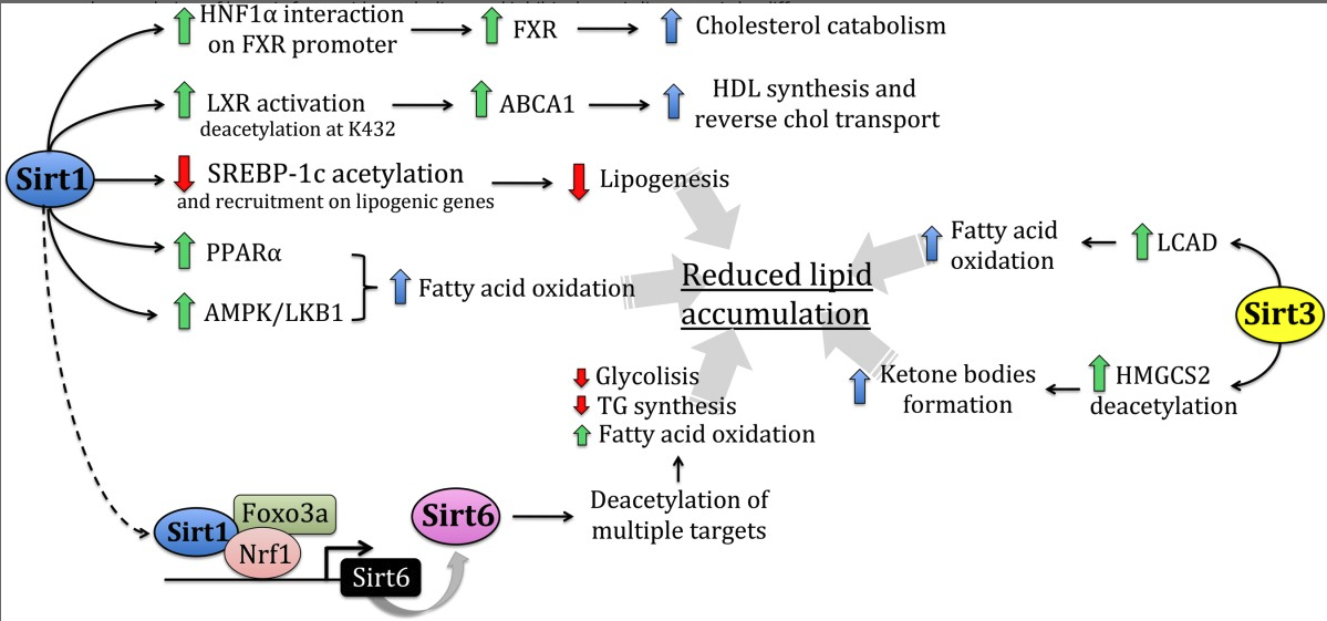 Re: The sirtuin class of histone deacetylases: Regulation and roles in ...