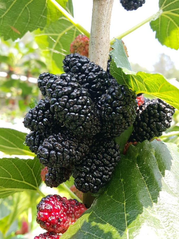 오디 이미지