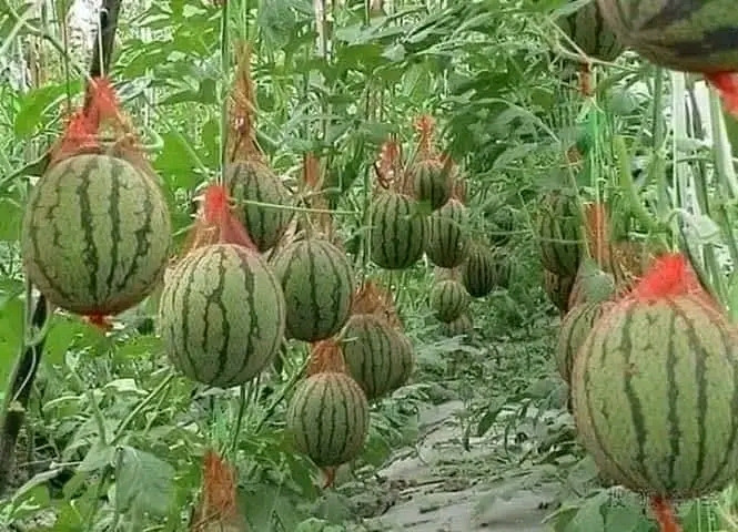 교하 이미지