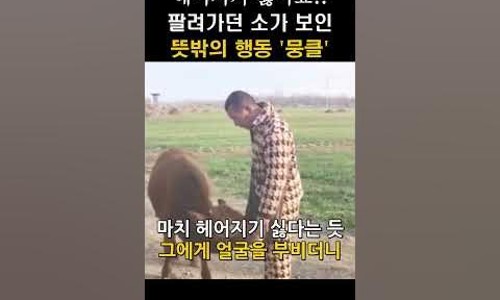 소가 이미지