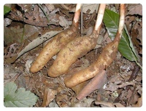 천마 이미지
