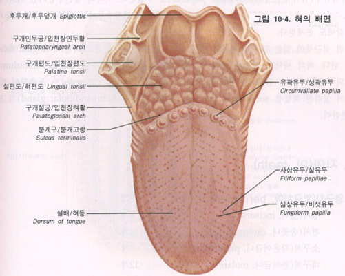 진맥 이미지