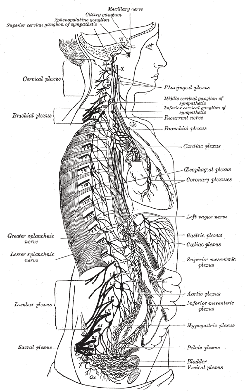 태양신경총 solar plexus celiac plexsus