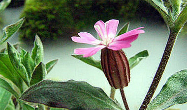 12_cafe_2008_12_14_19_14_4944dc7408e27