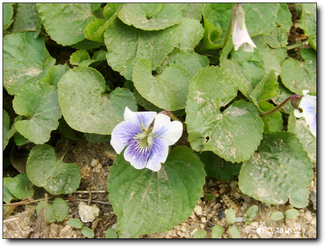 이미지를 클릭하면 원본을 보실 수 있습니다.
