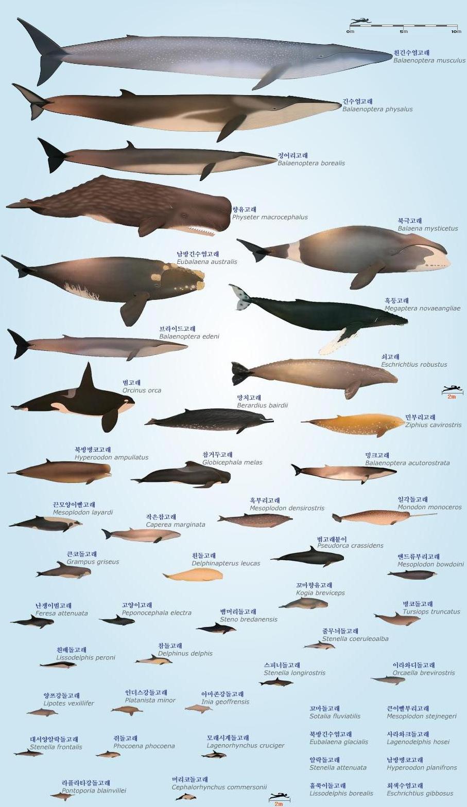 세계에서 가장 큰고래