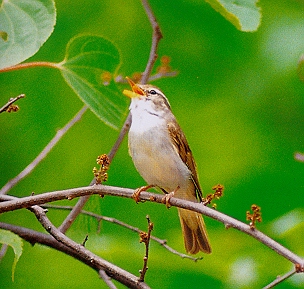 산솔새