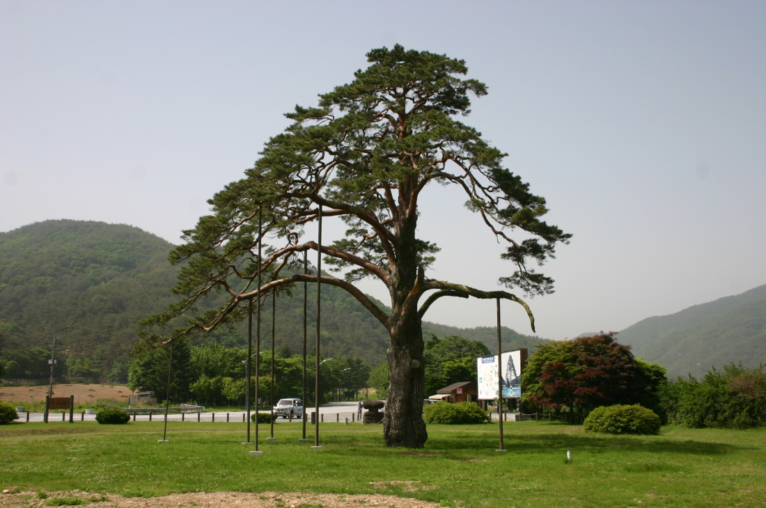 정2품송