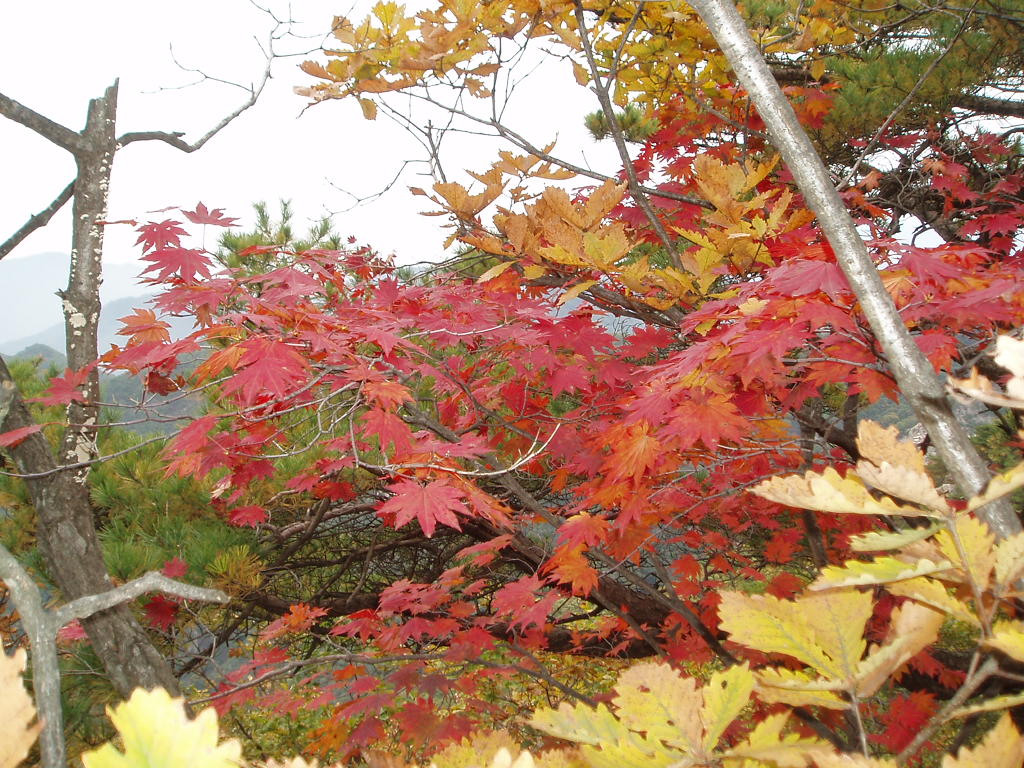 이미지를 클릭하면 원본을 보실 수 있습니다.