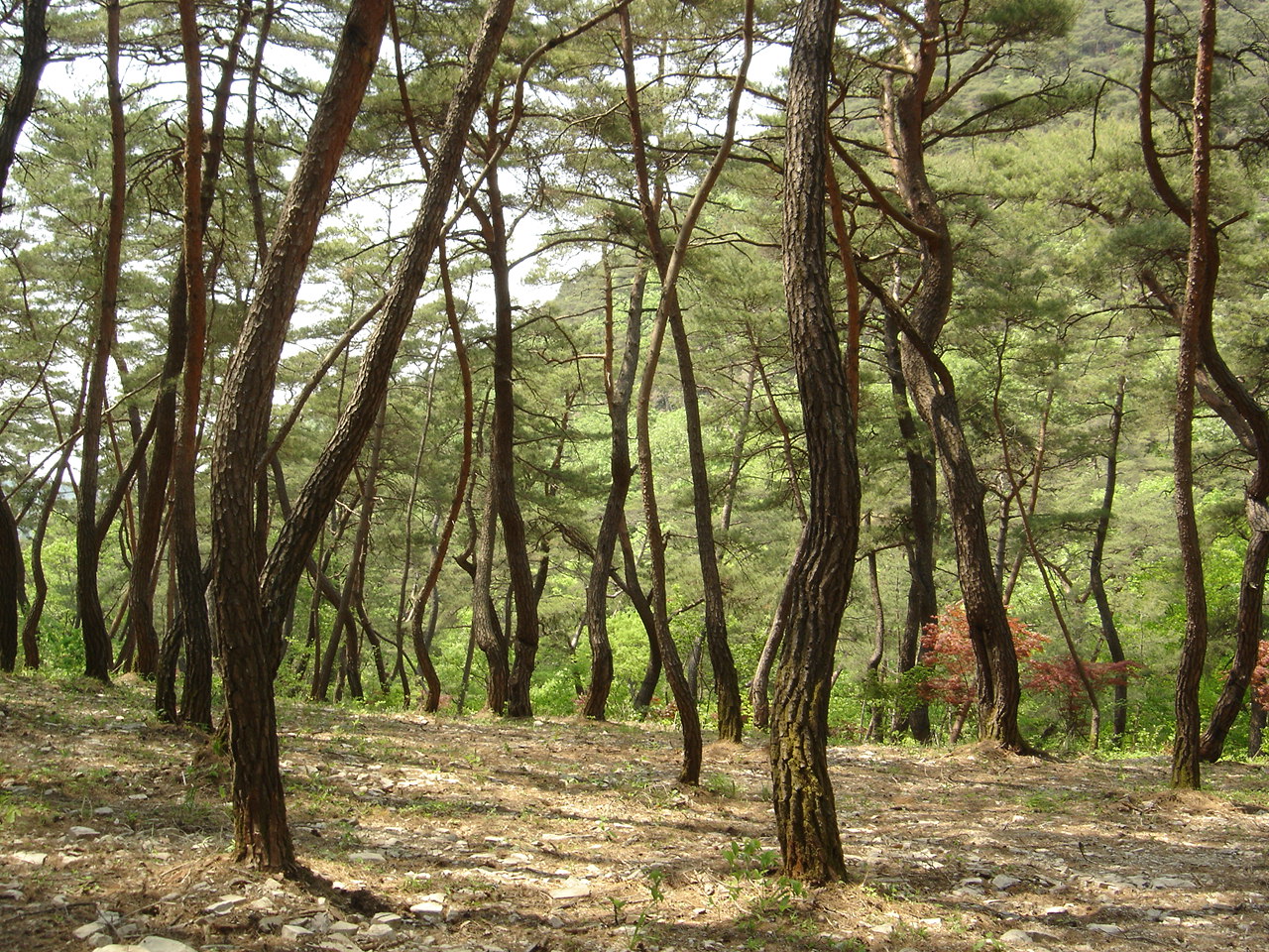 이미지를 클릭하면 원본을 보실 수 있습니다.